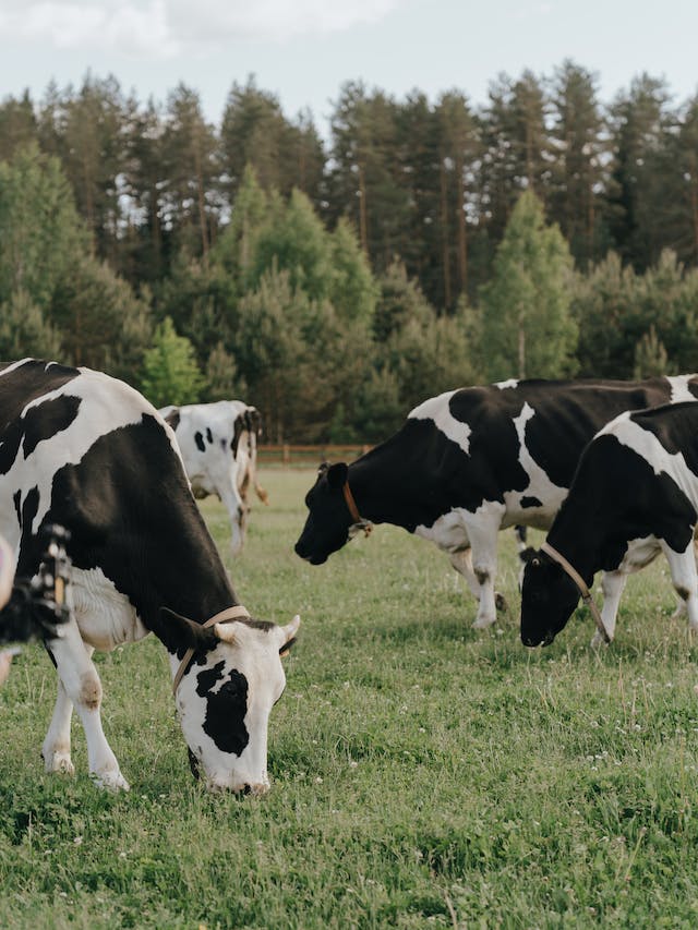 10 Best Dairy Farming  Success Tips